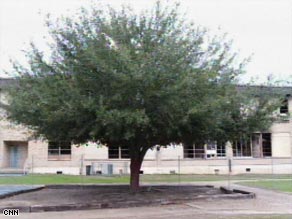 'The White Tree